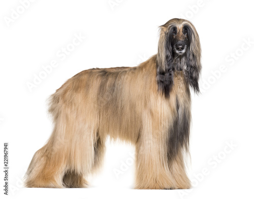 Fototapeta Naklejka Na Ścianę i Meble -  Afghan hound standing against white background