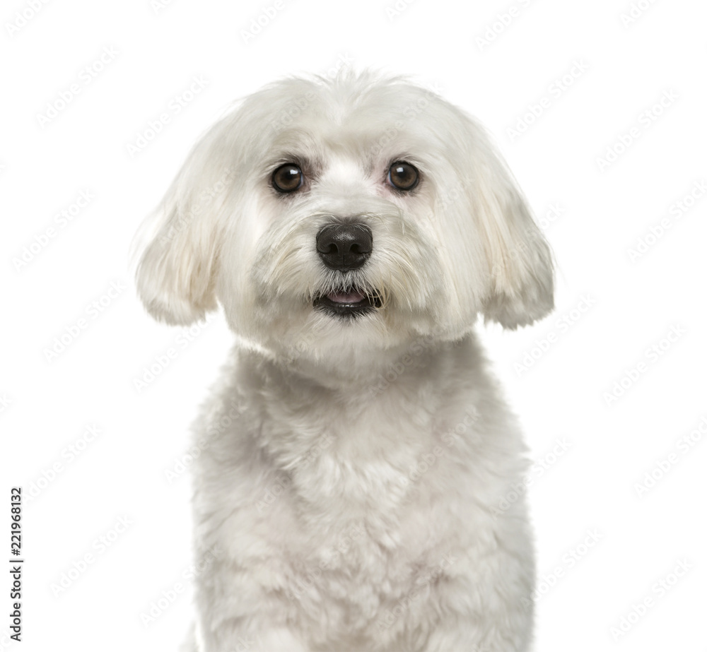 Maltese dog, 2 years old, sitting against white background