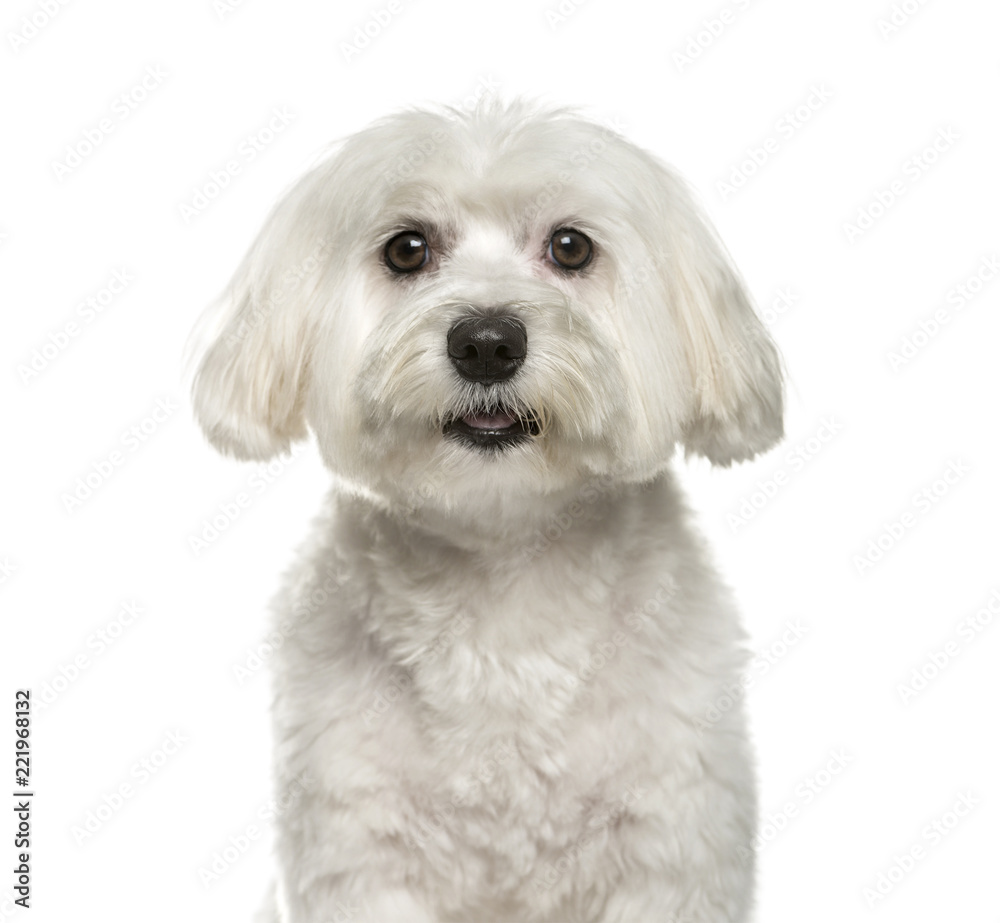 Maltese dog, 2 years old, sitting against white background Maltese dog, 2 years old, sitting against white background