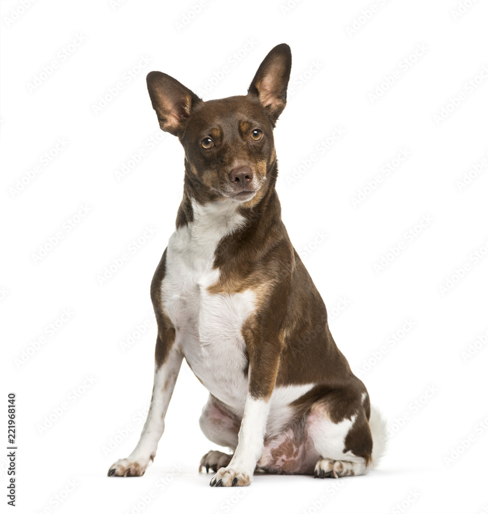 Boerenfox dog, 2 years old, sitting against white background