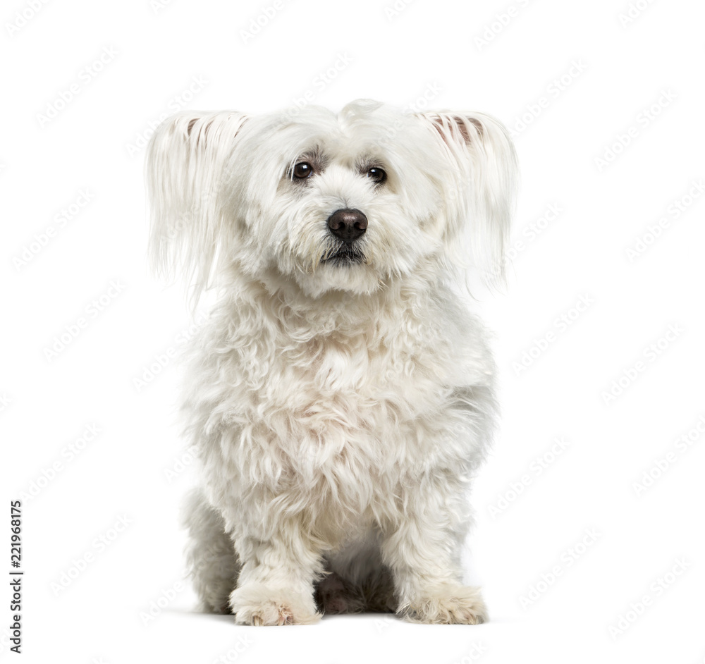 Maltese dog, 10 years old, sitting against white background Maltese dog, 10 years old, sitting against white background
