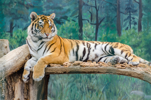 Tiger in the Odesa biopark zoo