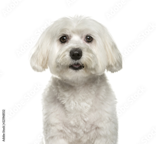 Maltese dog, 2 years old, sitting against white background