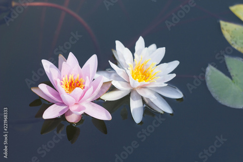 Fototapeta Naklejka Na Ścianę i Meble -  Two water lilies in a pond