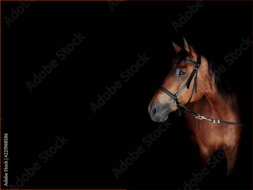 Fototapeta Naklejka Na Ścianę i Meble -  Brown horse background