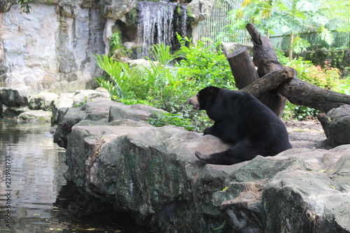 Asian black bear at the zoo  Asiatic black bear  Ursus thibetanus 