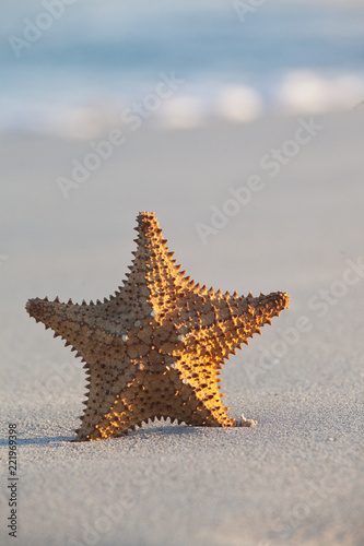 Starfish on sandy beach, close up