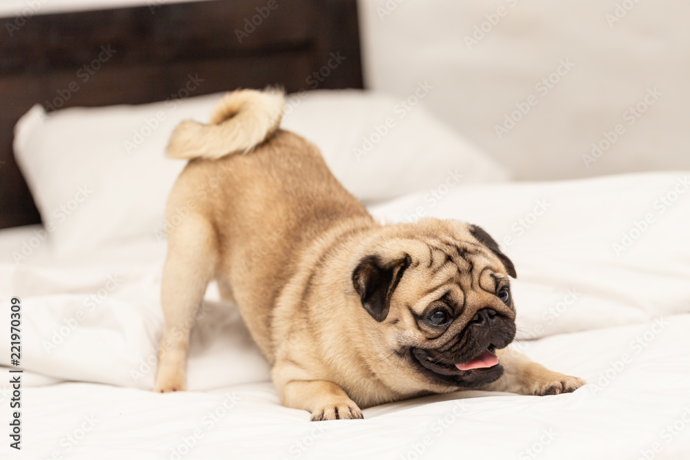 Cute dog pug breed playing yoga in bedroom feeling so happiness and fun