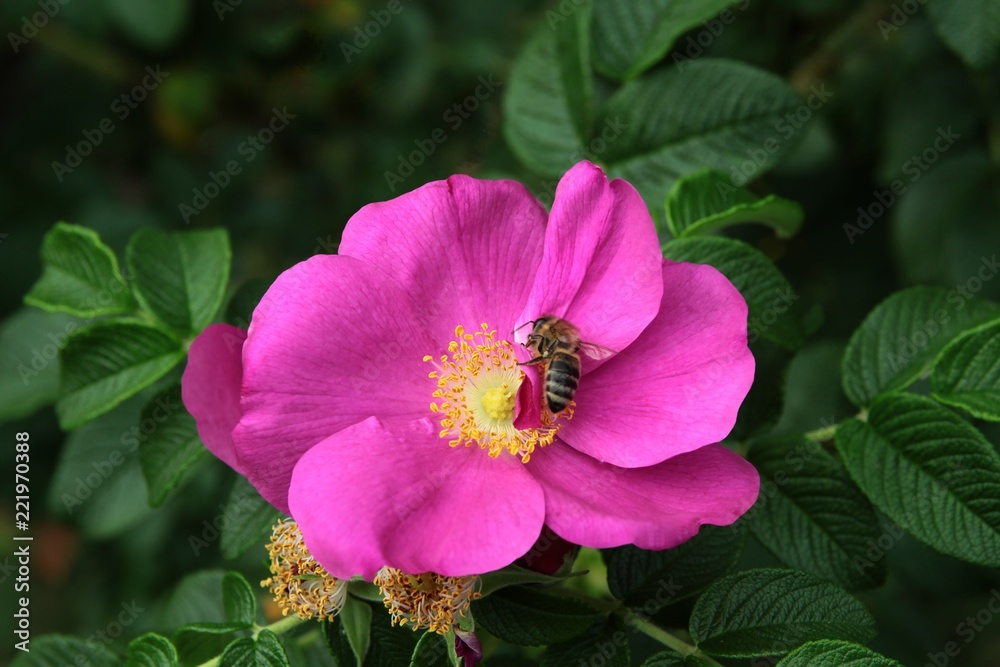purple flowers of wild rose rosa Canina bush purple flowers of wild rose rosa Canina bush