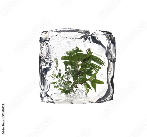 frozen leaves inside a ice cube isolated on white
