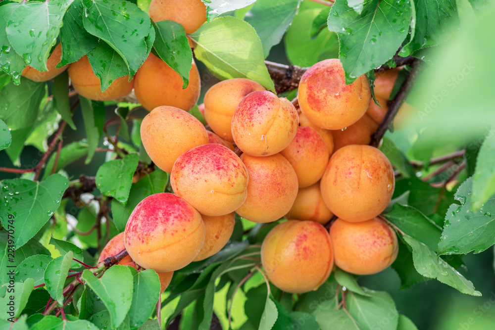 Ripe apricots on the orchard tree in the garden. Ripe apricots on the orchard tree in the garden.