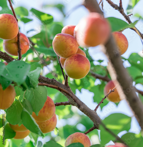 Ripe apricots on the orchard tree.