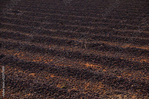 Closeup of field of air drying coffee beans