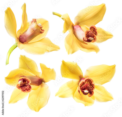 Fototapeta Naklejka Na Ścianę i Meble -  Orchid vanilla flowers on white background.