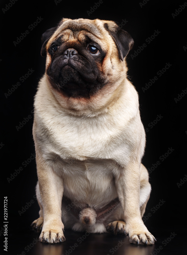 Pug dog on Isolated Black Background in studio Pug dog on Isolated Black Background in studio