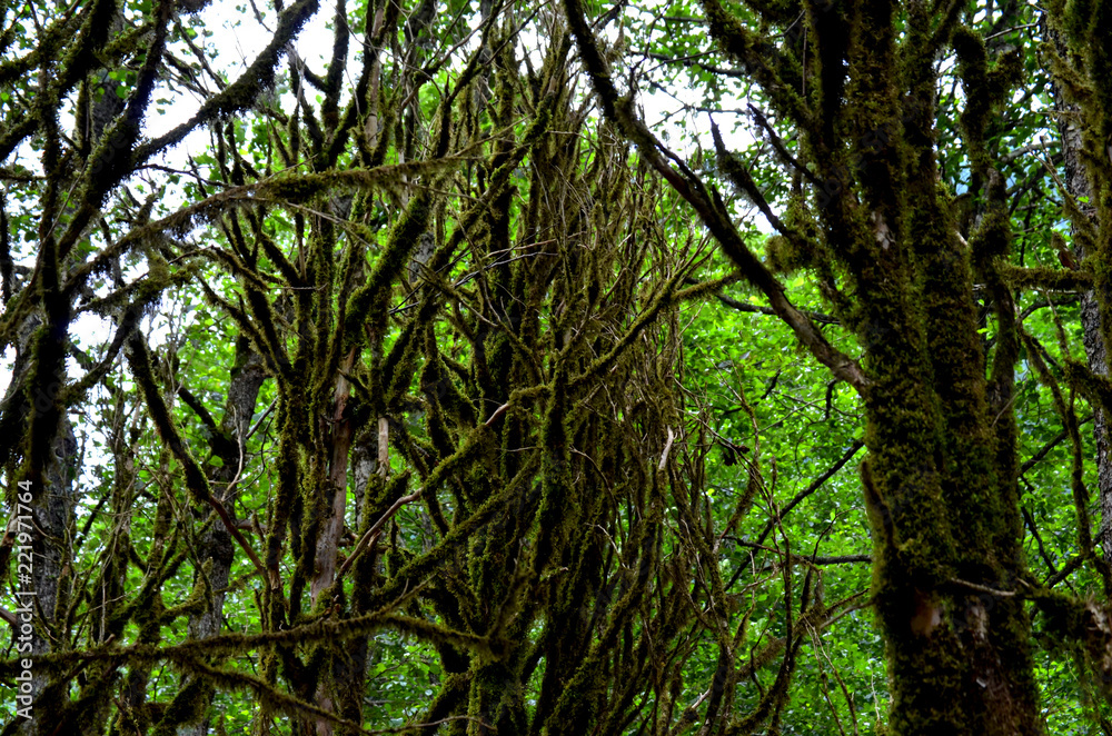 Fototapeta premium Dry Tree Branches