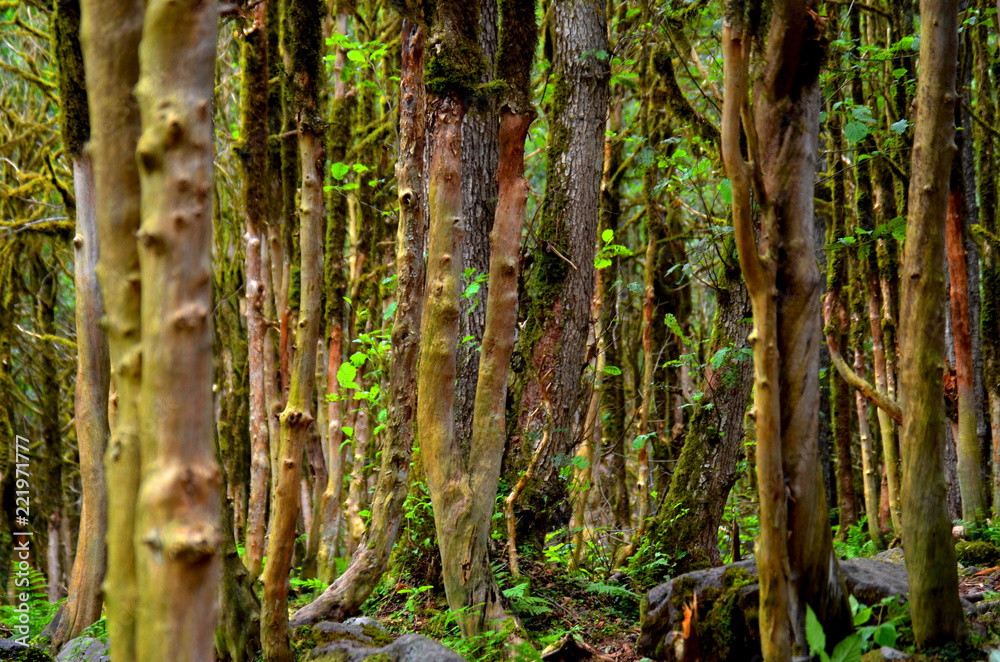Rainforests Wallpaper Rainforests Wallpaper