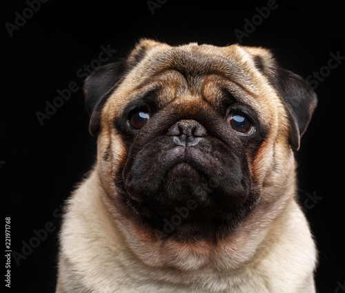 Pug dog on Isolated Black Background in studio