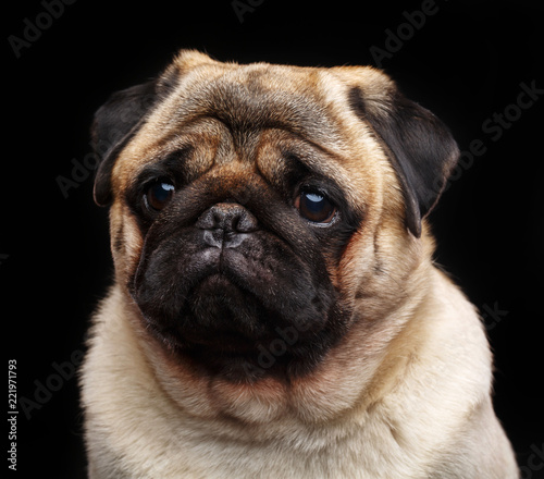 Pug dog on Isolated Black Background in studio