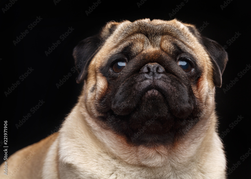 Pug dog on Isolated Black Background in studio