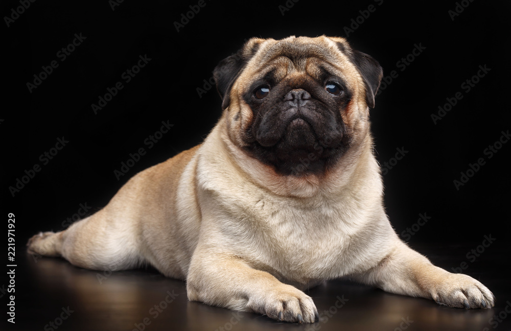 Obraz premium Pug dog on Isolated Black Background in studio