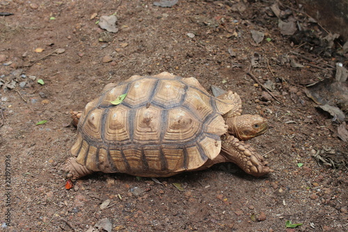 Elongated tortoise (Indotestudo elongata)