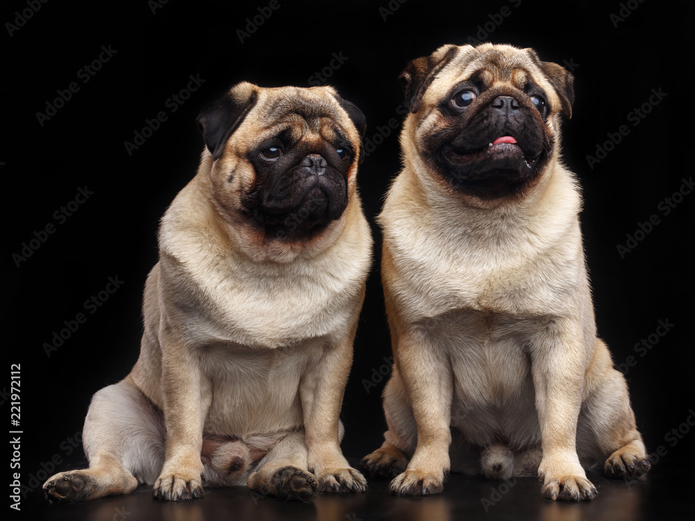 Pug dog on Isolated Black Background in studio Pug dog on Isolated Black Background in studio