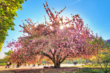 Crédence de cuisine Fleur de cerisier Sakura Jardin des Plantes Paris  © dennisvdwater
