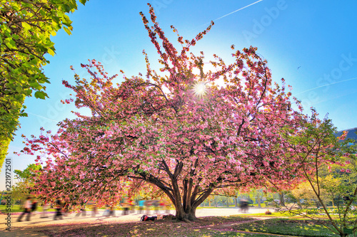 Beautiful blooming cherry blossom in spring in the Jardin des Plantes in Paris, France