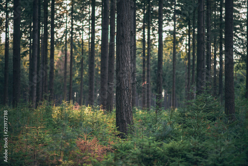 Tree trunks in pine woods.