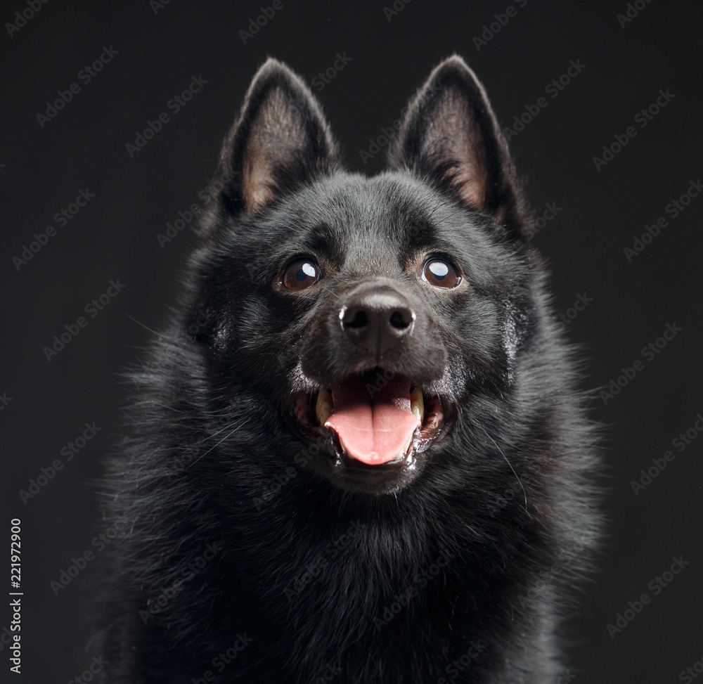 Schipperke dog on Isolated Black Background in studio