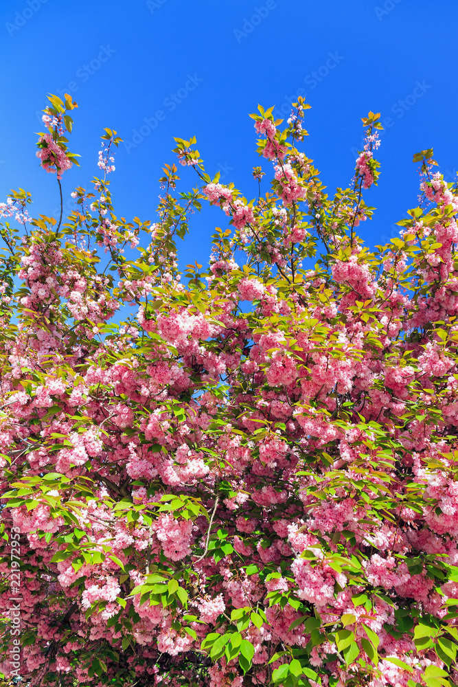 Beautiful blooming cherry blossom in spring in the Jardin des Plantes in Paris, France