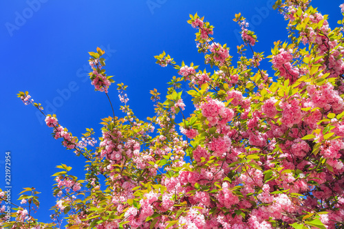 Beautiful blooming cherry blossom in spring in the Jardin des Plantes in Paris, France