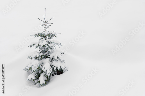 Frosty snow covered spruce tree in snow.