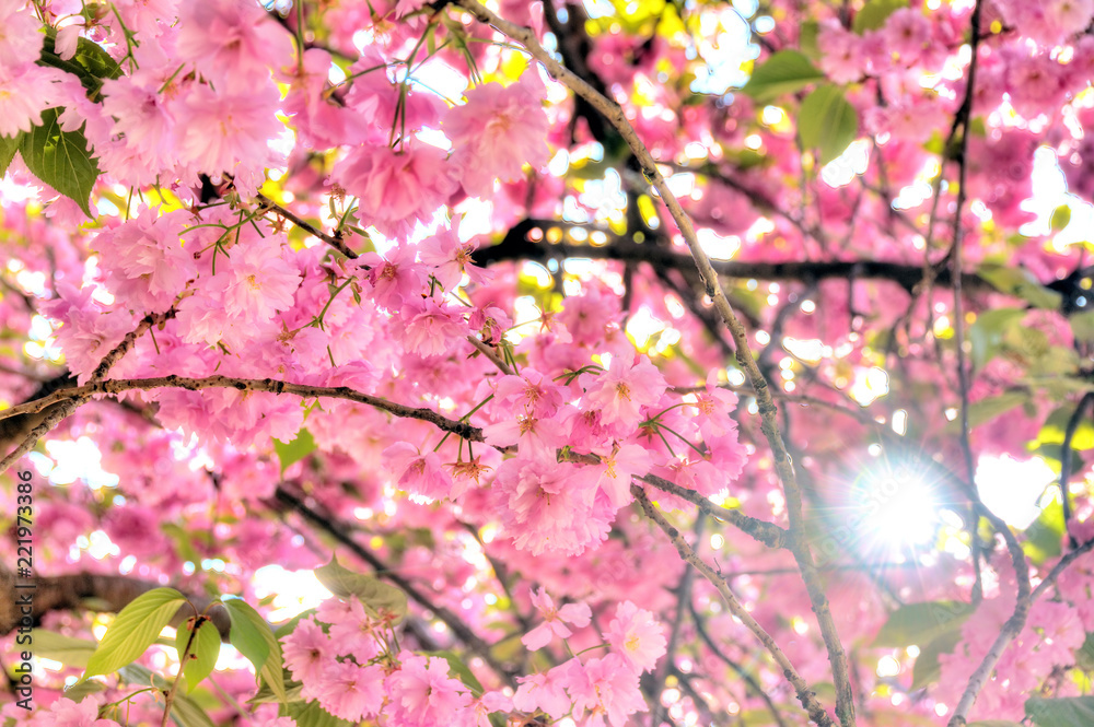 Fototapeta premium Beautiful blooming cherry blossom in spring in the Jardin des Plantes in Paris, France