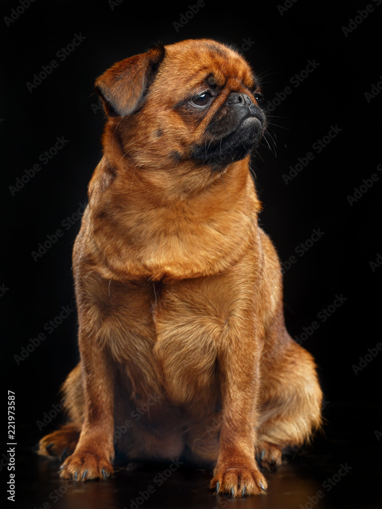 Obraz premium Belgian Griffon, Brussels Griffon dog on Isolated Black Background in studio