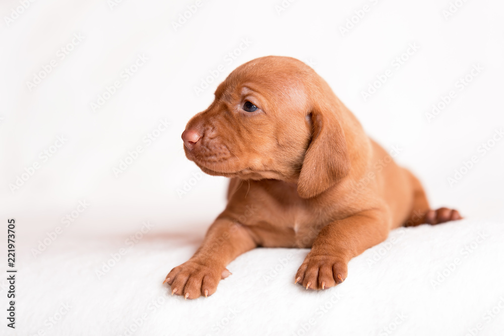 Hungarian Vizsla dogs on the white background Hungarian Vizsla dogs on the white background