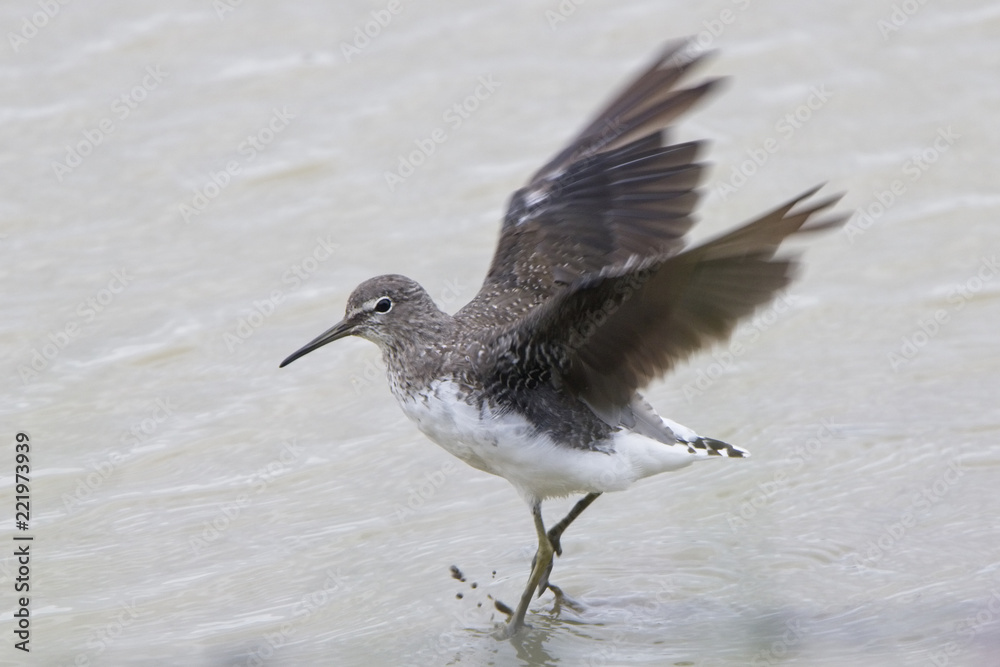 Green Sandpiper, (Tringa ochropus) with wings stretched, Gloucestershire, England, UK. Green Sandpiper, (Tringa ochropus) with wings stretched, Gloucestershire, England, UK.