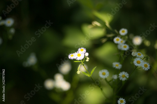 Close up of little white flowers. White daisy flowers in green grass outdoors in park.