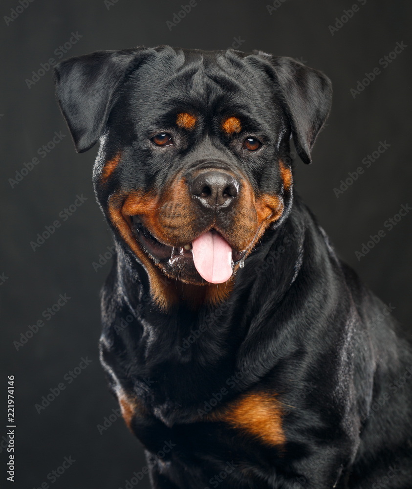Rottweiler Dog  Isolated  on Black Background in studio