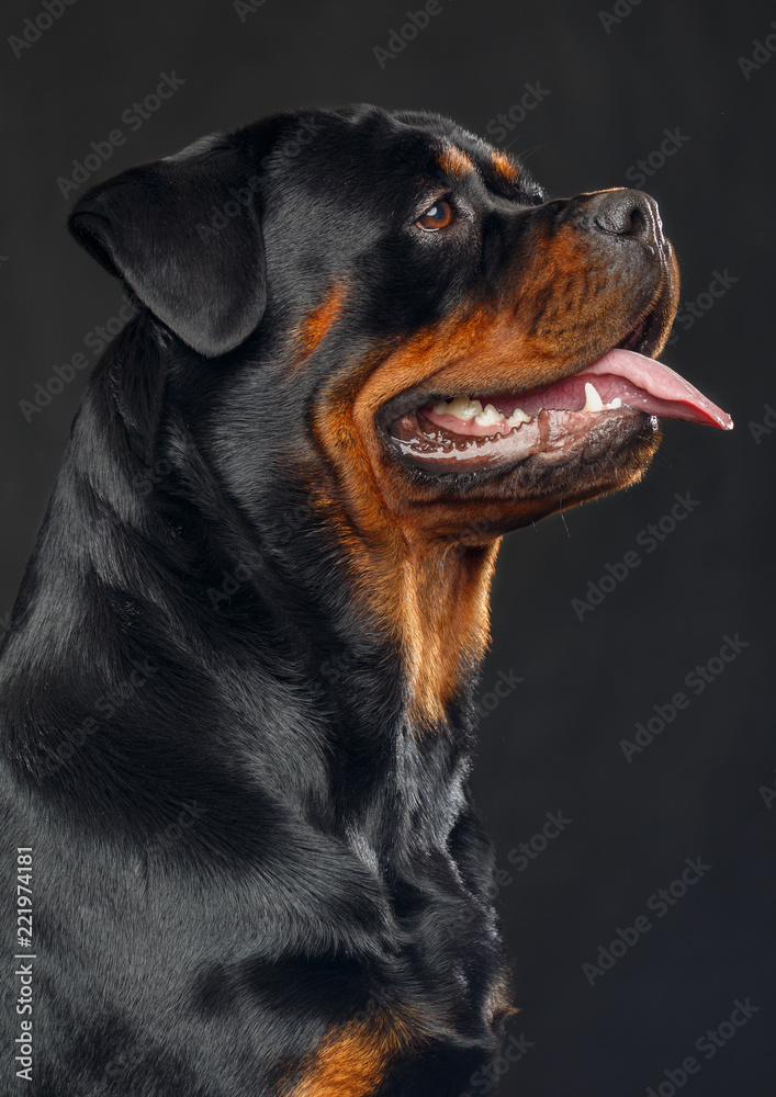 Rottweiler Dog Isolated on Black Background in studio Rottweiler Dog Isolated on Black Background in studio