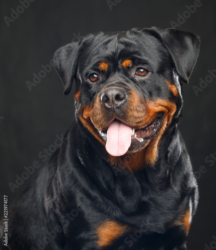 Rottweiler Dog Isolated on Black Background in studio