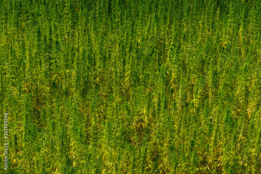 Obraz premium Backdrop of the ripe medical cannabis plant