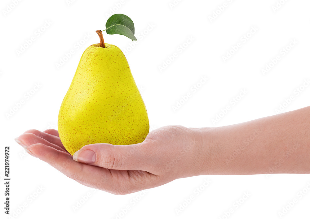 Fresh pears with leaf in hand