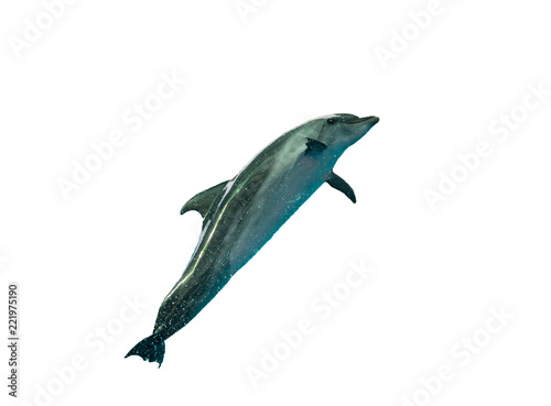 dolphin on a white background