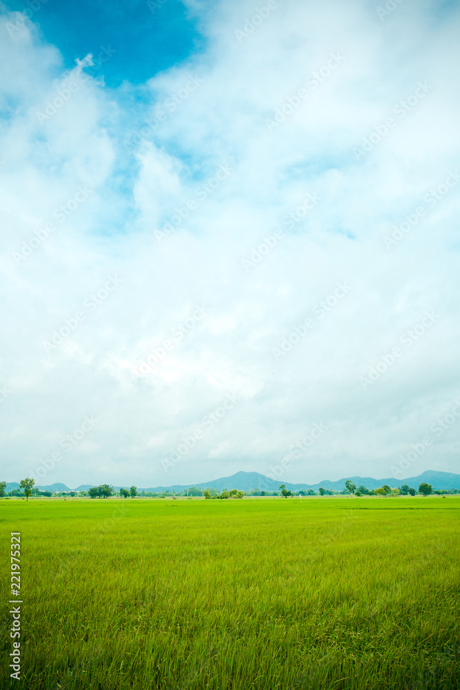 Obraz premium Paddy jasmine rice field with blue sky. Young ear of rice in green paddy field. Fresh terraced rice field over the mountain range and beautiful blue sky.