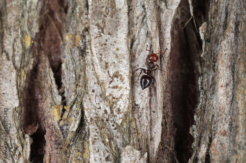 Formica sola sopra un albero