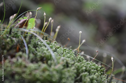 moss on tree