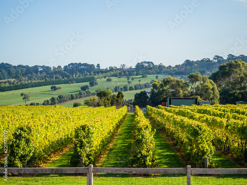 Beautiful view of the vineyards on a wine tour of the Mornington Peninsula, Australia