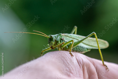 Large green grasshopper sitting on my hand © Magnus